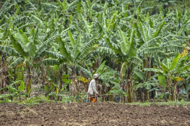 Tyazo, Ruanda - Eylül 2019: Tyazo, Ruanda 'da 13 Eylül 2019' da palmiye ağaçları arasında yürüyen bir kadın.