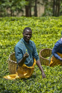 Gicumbi, Ruanda - Eylül 2019: Kollarında büyük sepetler olan insanlar 20 Eylül 2019 'da Gicumbi, Ruanda' da bir çay tarlasında taze çay topluyorlar..