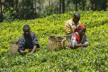 Gicumbi, Ruanda - Eylül 2019: Kollarında büyük sepetler olan insanlar 20 Eylül 2019 'da Gicumbi, Ruanda' da bir çay tarlasında taze çay topluyorlar..
