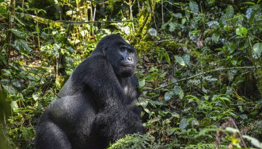 Mountain Silverback Gorilla in Bwindi Impenetrable National Park in Uganda. clipart