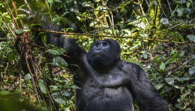 Uganda 'daki Bwindi Geçilmez Ulusal Parkı' nda Gümüş Sırt Gorili.
