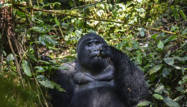 Uganda 'daki Bwindi Geçilmez Ulusal Parkı' nda Gümüş Sırt Gorili.