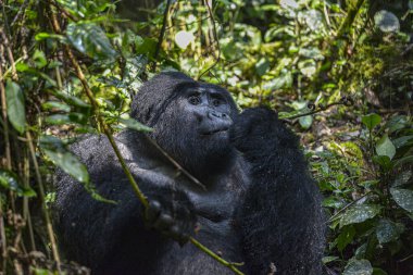 Uganda 'daki Bwindi Geçilmez Ulusal Parkı' nda Gümüş Sırt Gorili.