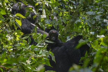 Uganda 'daki Bwindi Geçilmez Ulusal Parkı' nda Gümüş Sırt Gorili.