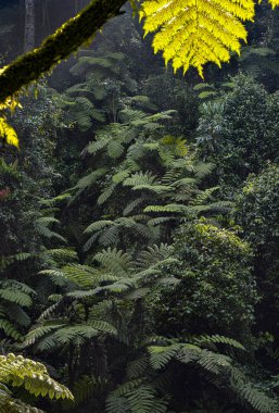 Uganda 'daki Bwindi Girilmez Ulusal Parkı