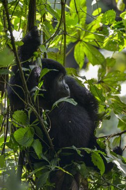 Uganda 'daki Bwindi Geçilmez Ulusal Parkı' nda Gümüş Sırt Gorili.