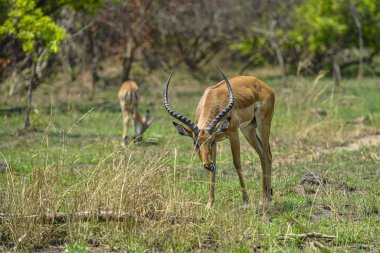 Antilop Ruanda 'daki Akagera Ulusal Parkı' nda.