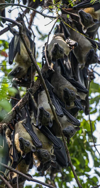 Morcegos Frutas Descansando Uma Árvore Durante Dia Lago Kivu Ruanda — Fotografia de Stock