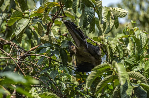 Φρούτα Νυχτερίδες Αναπαύονται Ένα Δέντρο Κατά Διάρκεια Της Ημέρας Στη — Φωτογραφία Αρχείου