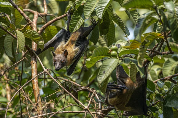 Pipistrelli Della Frutta Che Riposano Albero Durante Giorno Nel Lago — Foto Stock