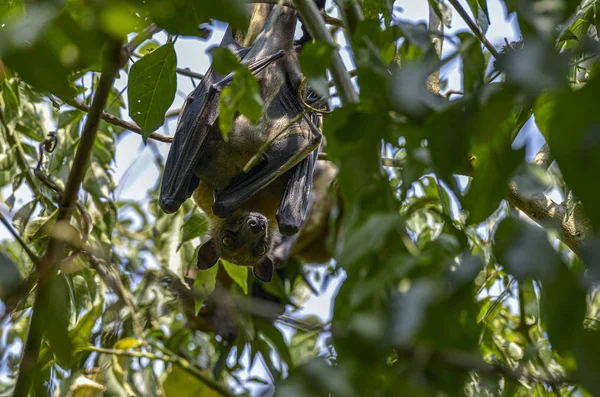 Morcegos Frutas Descansando Uma Árvore Durante Dia Lago Kivu Ruanda — Fotografia de Stock