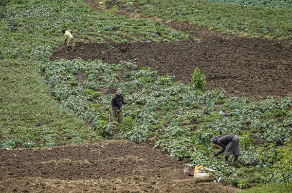 Tyazo Ruanda September 2019 Frauen Die Kartoffeln Tyazo Anbauen September — Stockfoto