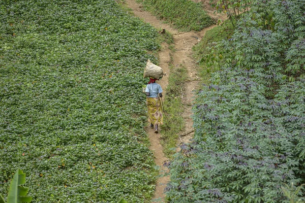 Frau Geht Zwischen Ausgesäten Feldern Der Nähe Von Karongi Kibuye — Stockfoto