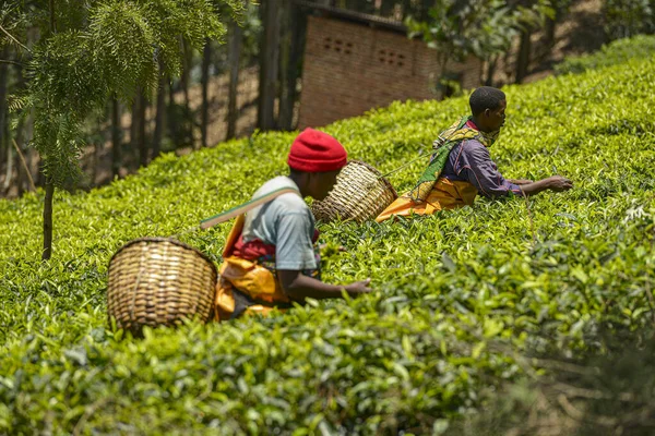 Gicumbi Ruanda September 2019 Menschen Mit Großen Körben Auf Dem — Stockfoto