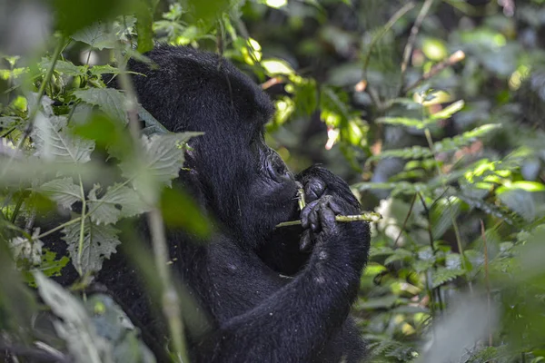 Gorilla Górska Silverback Parku Narodowym Bwindi Impenetrable Ugandzie — Zdjęcie stockowe