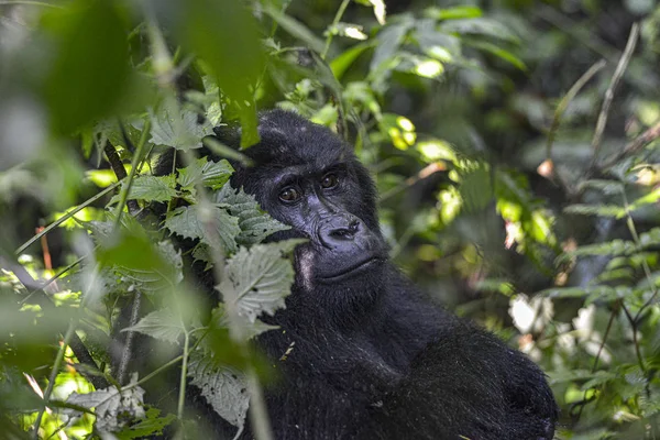 Montaña Silverback Gorilla Parque Nacional Bwindi Impenetrable Uganda — Foto de Stock