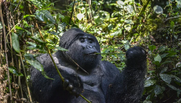 Gorilla Górska Silverback Parku Narodowym Bwindi Impenetrable Ugandzie — Zdjęcie stockowe