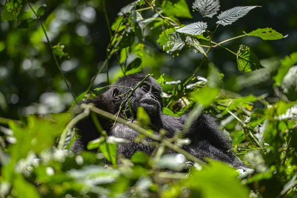 Mountain Silverback Gorilla Στο Bwindi Impenetrable National Park Στην Ουγκάντα — Φωτογραφία Αρχείου