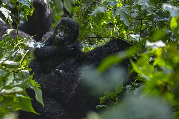 Montaña Silverback Gorilla Parque Nacional Bwindi Impenetrable Uganda — Foto de Stock