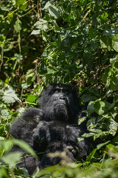 Montaña Silverback Gorilla Parque Nacional Bwindi Impenetrable Uganda — Foto de Stock