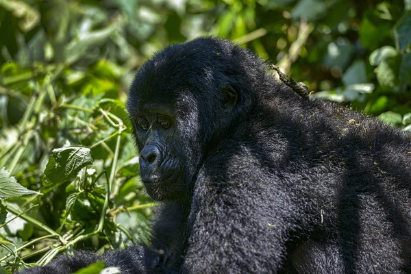 Gorilla Górska Silverback Parku Narodowym Bwindi Impenetrable Ugandzie — Zdjęcie stockowe