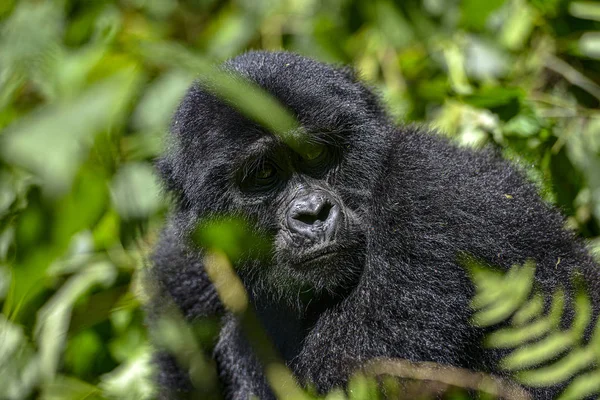 Hegyi Ezüsthátú Gorilla Bwindi Áthatolhatatlan Nemzeti Park Uganda — Stock Fotó