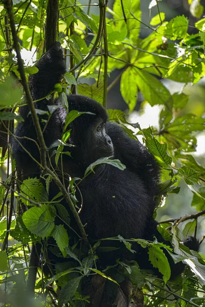 Montagna Silverback Gorilla Nel Parco Nazionale Impenetrabile Bwindi Uganda — Foto Stock