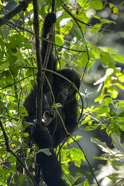 Montaña Silverback Gorilla Parque Nacional Bwindi Impenetrable Uganda — Foto de Stock