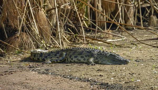 Krokodýl Nilu Národním Parku Akagera Rwanda — Stock fotografie