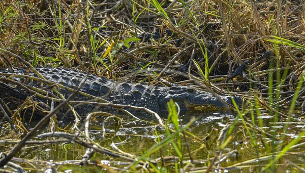 Krokodýl Nilu Národním Parku Akagera Rwanda — Stock fotografie