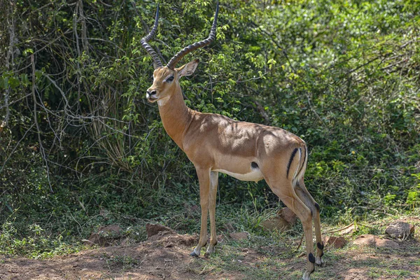 Antílope Parque Nacional Akagera Ruanda —  Fotos de Stock