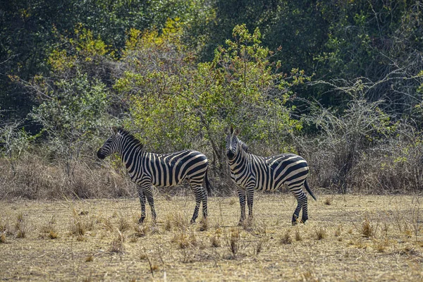 ルワンダのアカゲラ国立公園のゼブラス アカゲラ国立公園は タンザニアの国境沿い ルワンダ東部の1 200 Kmをカバーしています — ストック写真