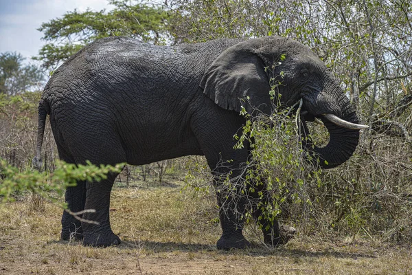 Elefante Africano Nel Parco Nazionale Akagera Ruanda — Foto Stock