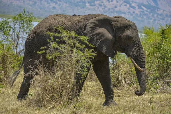 Elefante Africano Nel Parco Nazionale Akagera Ruanda — Foto Stock