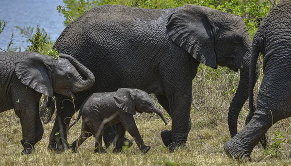 Africký Slon Národním Parku Akagera Rwanda — Stock fotografie