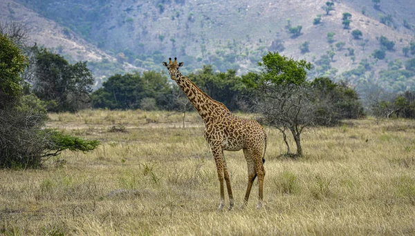 Una Jirafa Salvaje Pastando Sabana Parque Nacional Akagera Ruanda — Foto de Stock