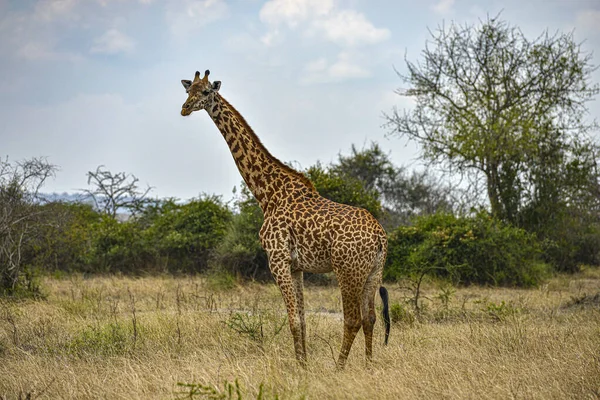 Uma Girafa Selvagem Pastando Savana Parque Nacional Akagera Ruanda — Fotografia de Stock