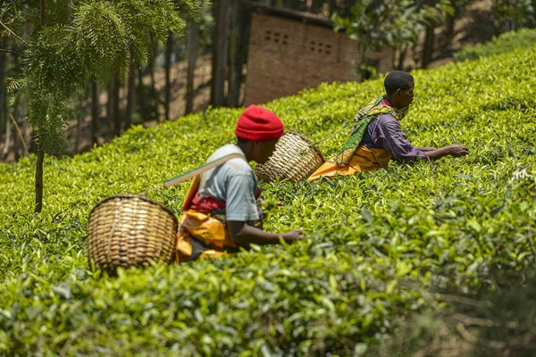 Gicumbi Rwanda September 2019 People Big Baskets Arms Picking Fresh ストックフォト