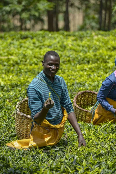 Gicumbi Rwanda September 2019 People Big Baskets Arms Picking Fresh ストック写真