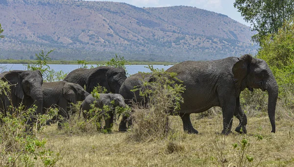 Elefante Africano Nel Parco Nazionale Akagera Ruanda Immagine Stock