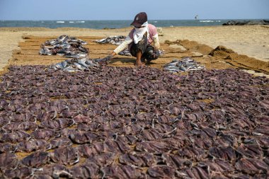 Negombo, Sri Lanka - Ocak 2020: Günün taze avını ters çeviren kadın, 12 Ocak 2020 'de Negombo, Sri Lanka' da sahilde kuruyor..