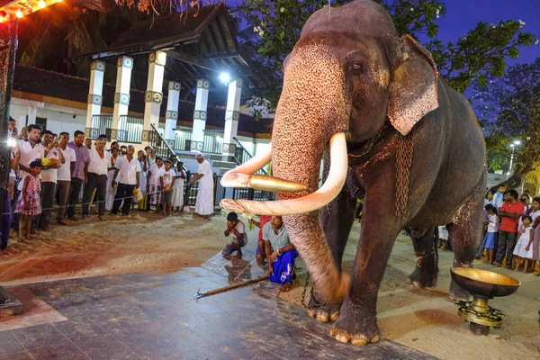 Kataragama Sri Lanka Gennaio 2020 Elefante Che Partecipa Alle Offerte — Foto Stock