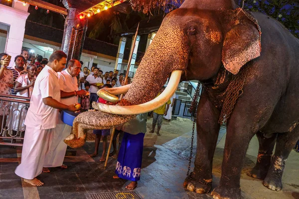 Kataragama Sri Lanka Gennaio 2020 Elefante Che Partecipa Alle Offerte — Foto Stock