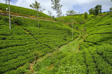 Sri Lanka 'daki çay çiftliği..