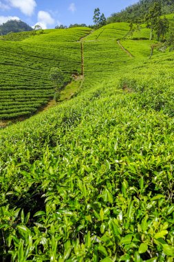 Sri Lanka 'daki çay çiftliği..