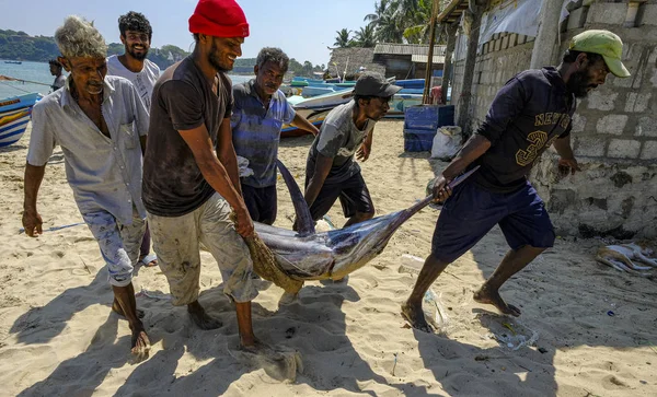 Trincomalee Sri Lanka Februari 2020 Fiskare Som Transporterar Svärdfisk Stranden — Stockfoto
