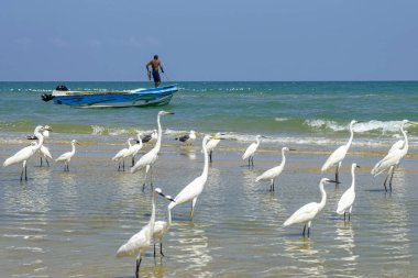 Talaimannar, Sri Lanka - February 2020: A fisherman in his boat on the beach on February 26, 2020 in Talaimannar, Sri Lanka.