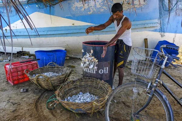 Talaimannar Sri Lanka Fevereiro 2020 Pescador Que Seca Peixe Praia — Fotografia de Stock