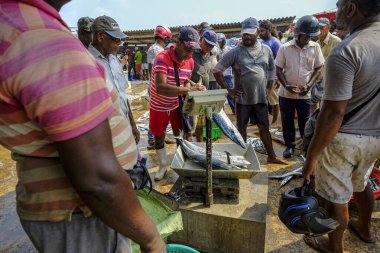 Negombo, Sri Lanka - Mart 2020: Negombo, Sri Lanka 'da balık pazarında balık satan bir adam.