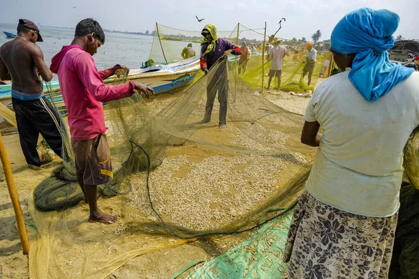 Negombo Sri Lanka Mars 2020 Fiskare Plockar Fisk Sina Fiskenät — Stockfoto